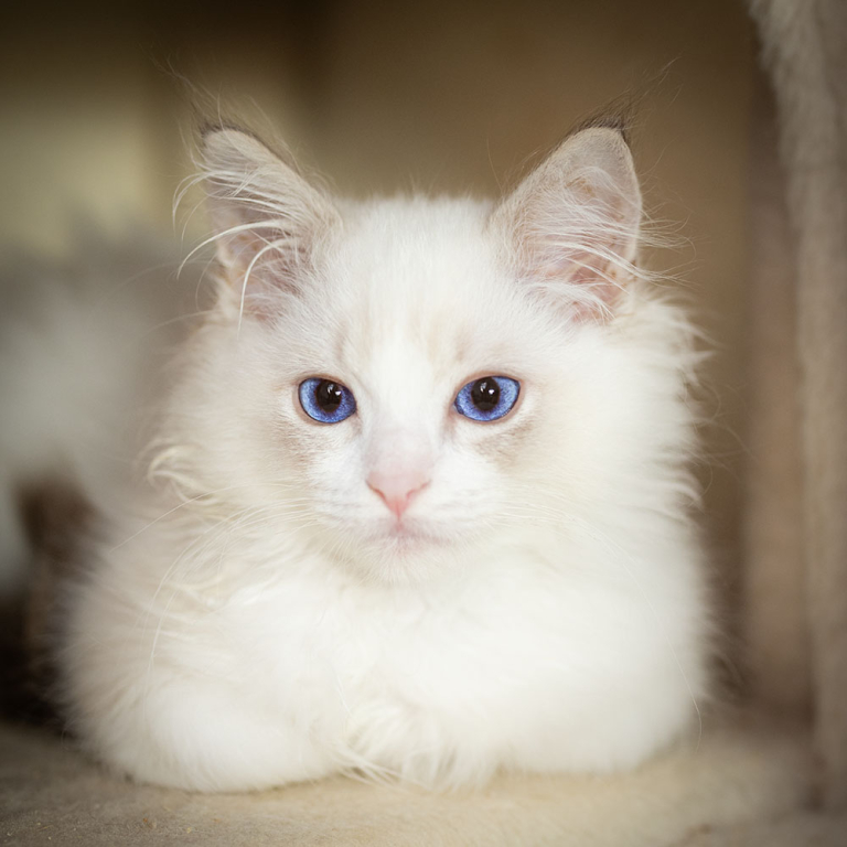 cattery-london-cat-boarding-stella