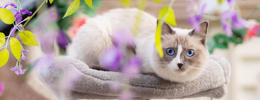 Cat Boarding Cattery London cat-boarding-cattery-london